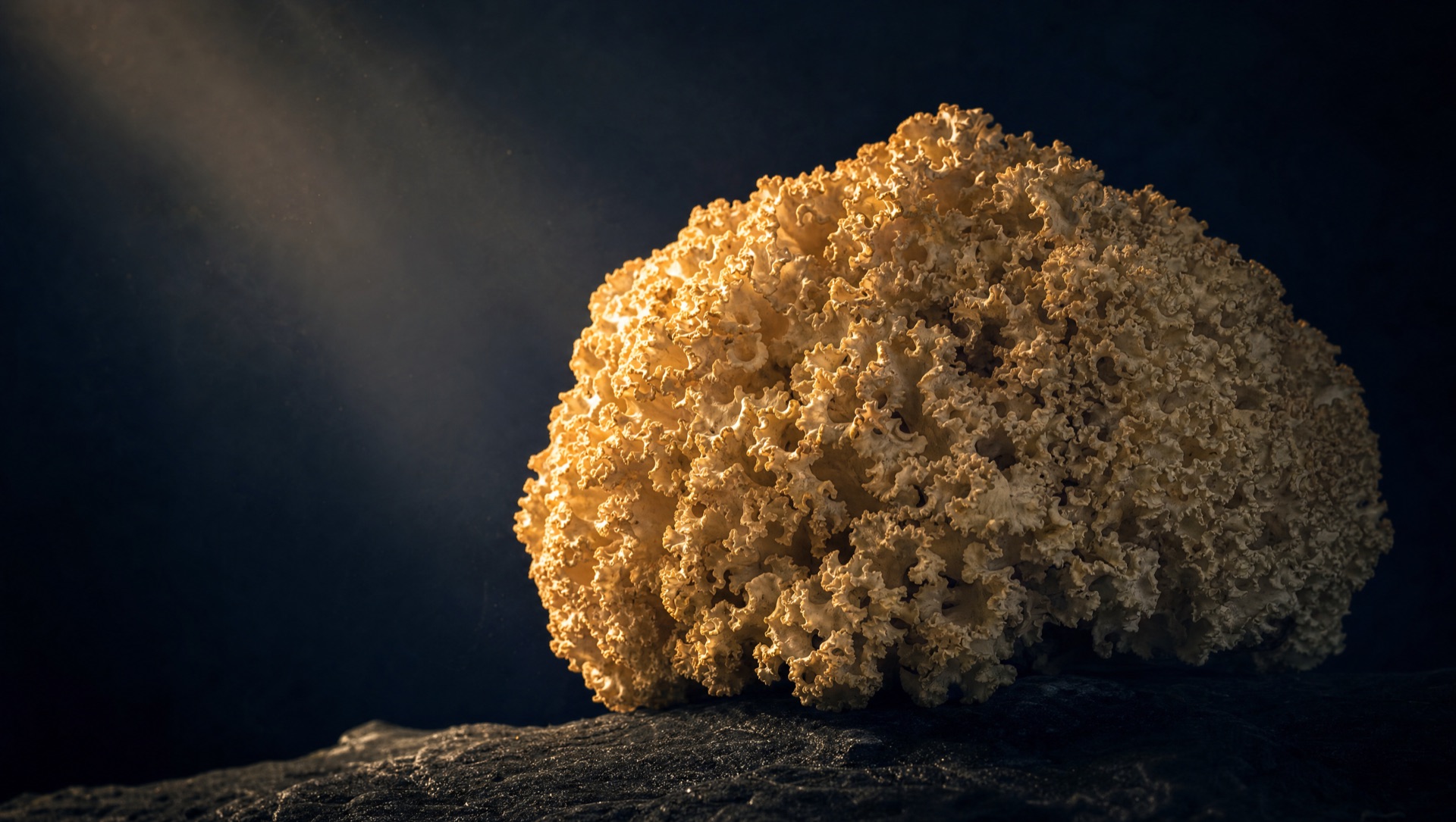 A cauliflower mushroom, Sparassis crispa, on white linen