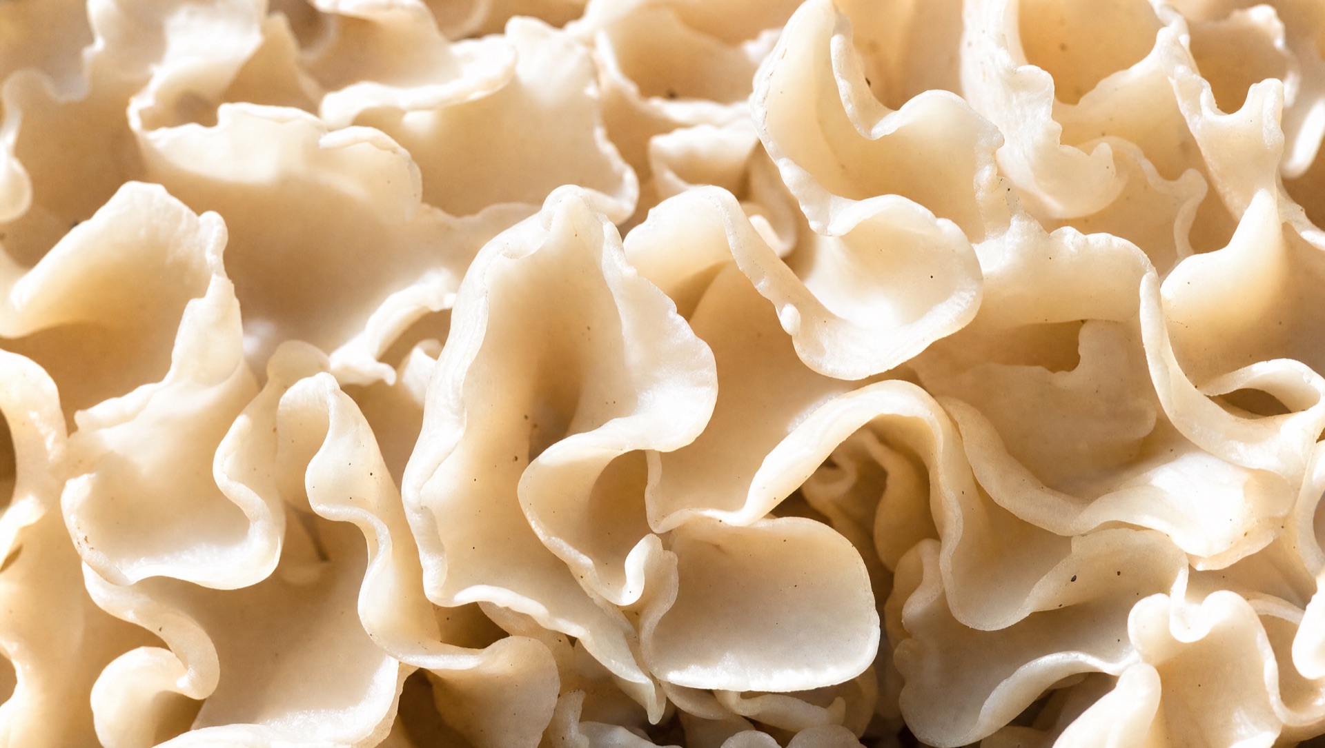 Macro of the ruffled folds of a cauliflower mushroom