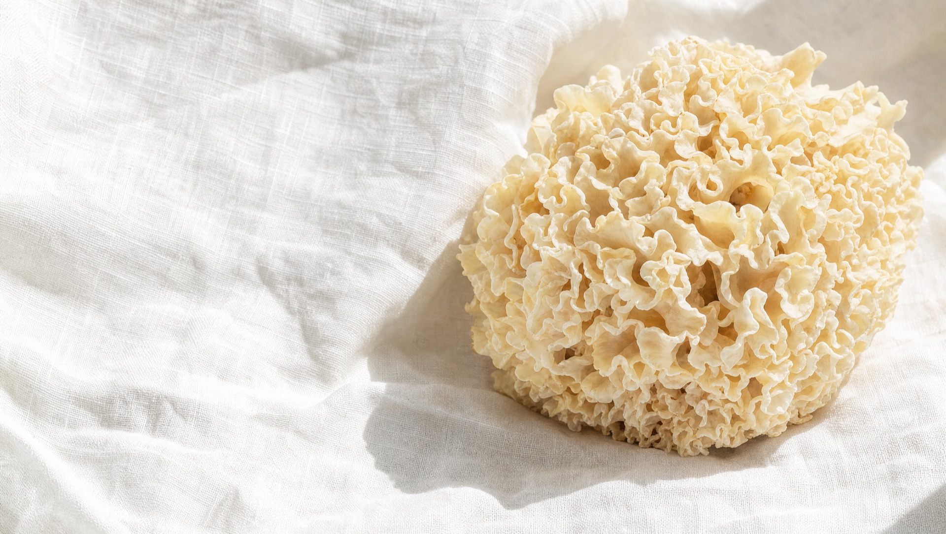 A cauliflower mushroom, Sparassis crispa, on white linen