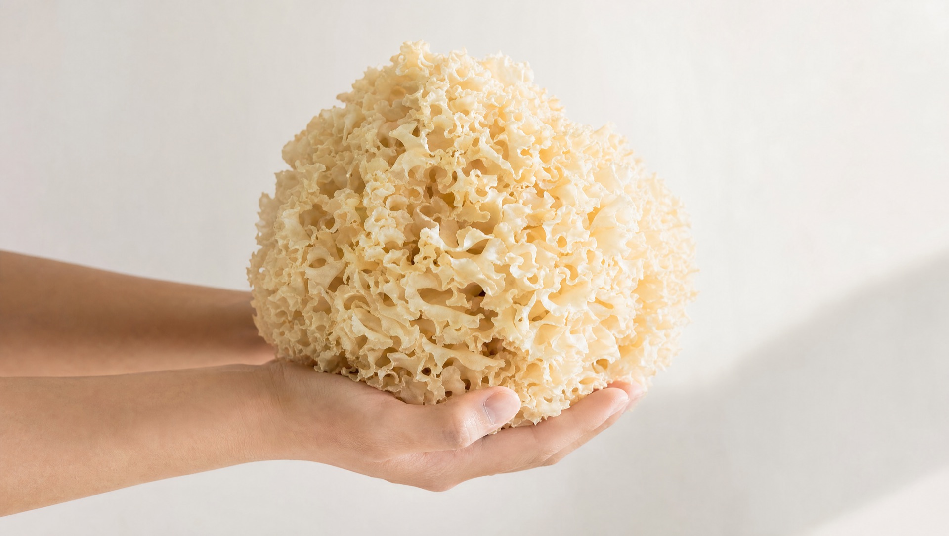 A cauliflower mushroom held in two hands to show scale