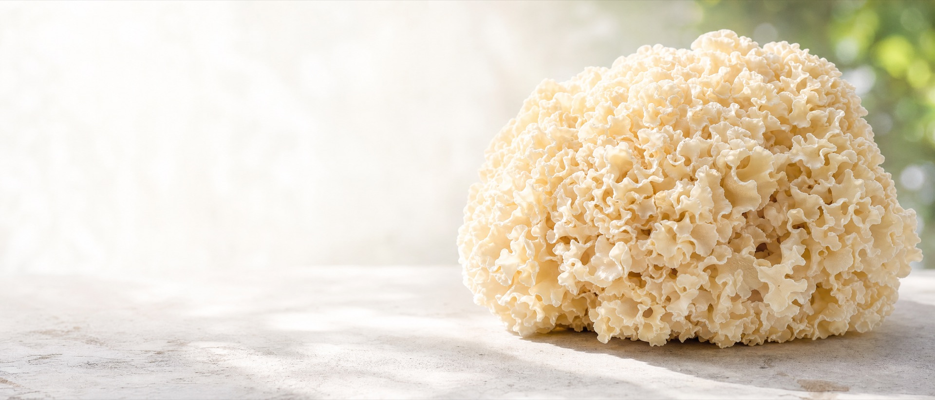 A whole cauliflower mushroom, Sparassis crispa