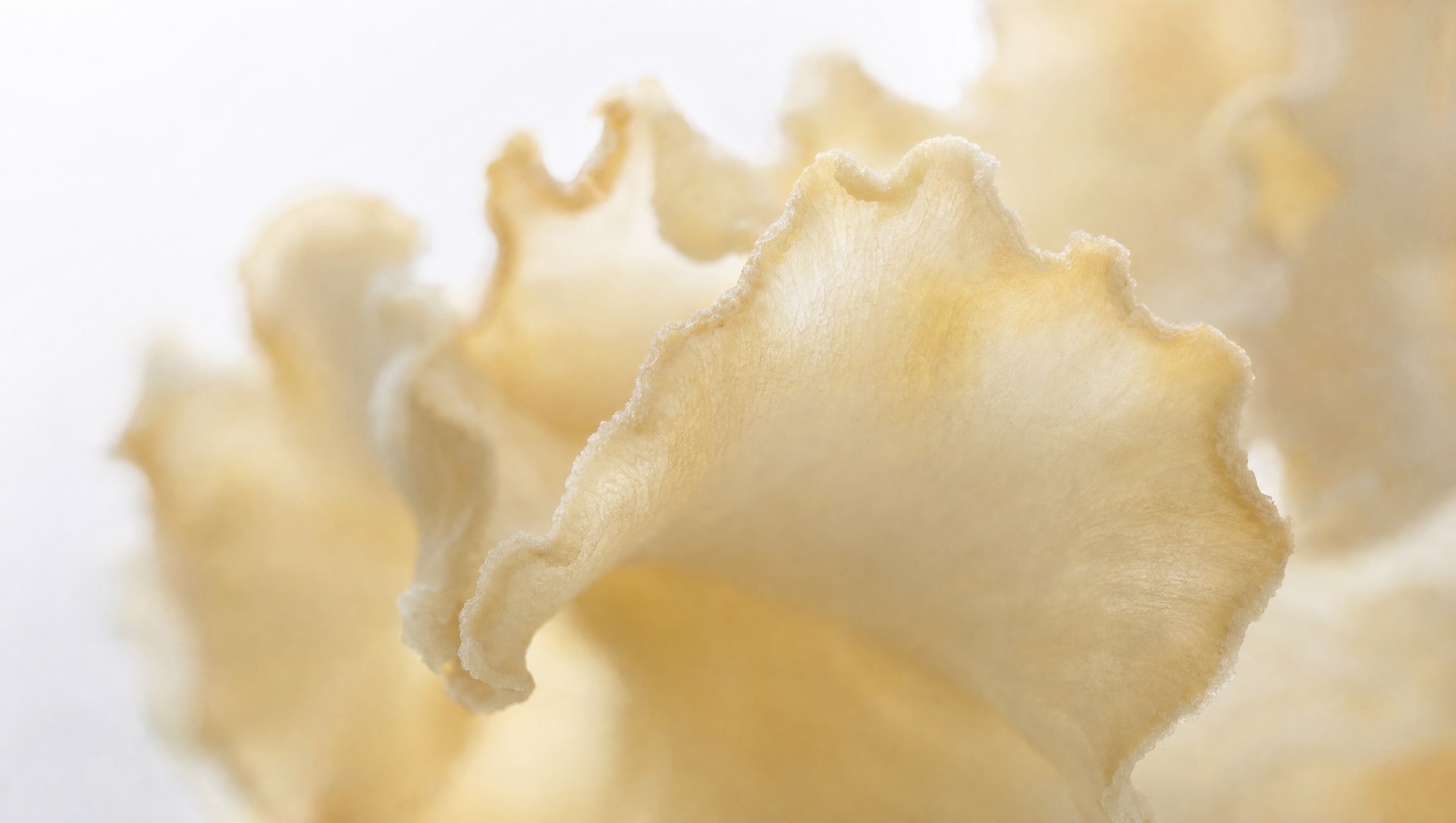 Macro of a translucent ruffle edge