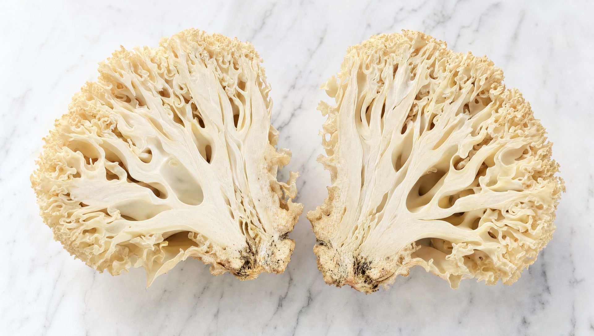 A cauliflower mushroom cut open on white marble